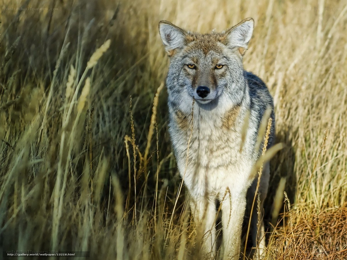 Coyote in tall grass