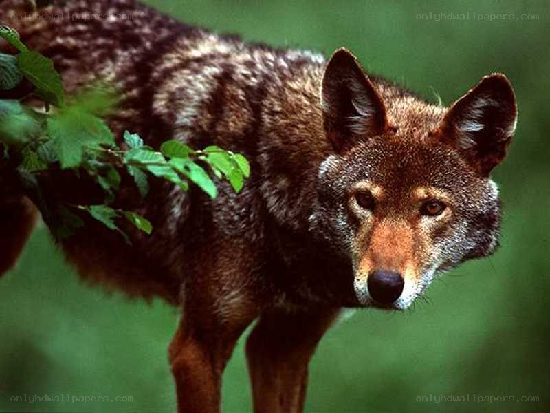 Coyote in the forest