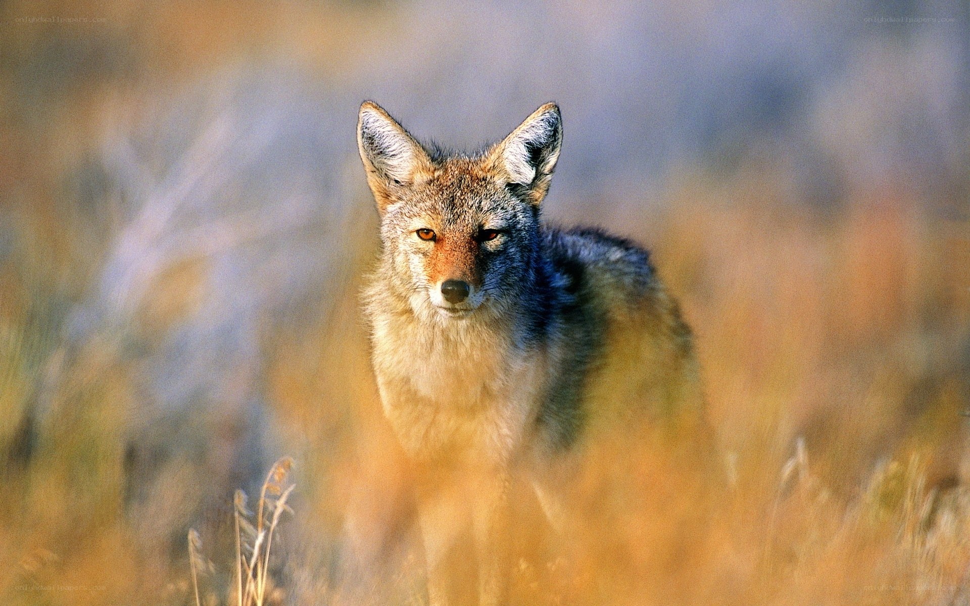 Coyote in the grass