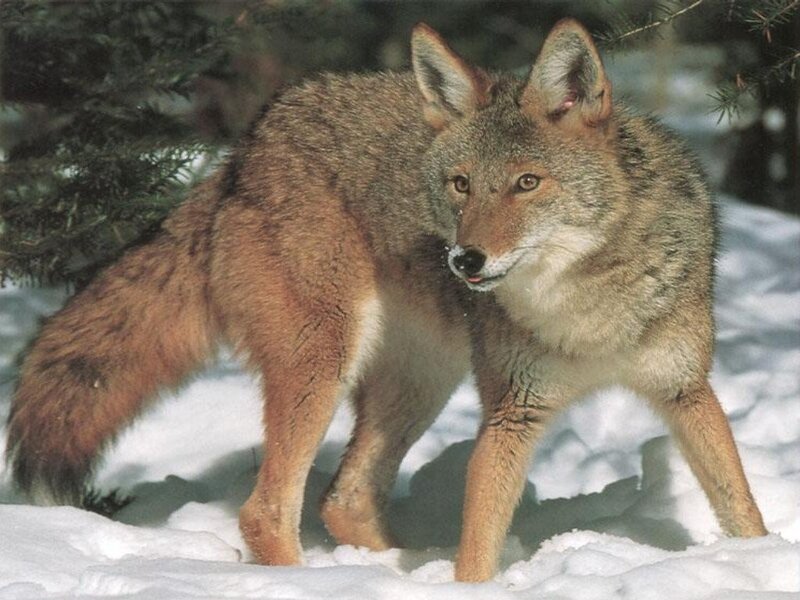 Coyote in the snow