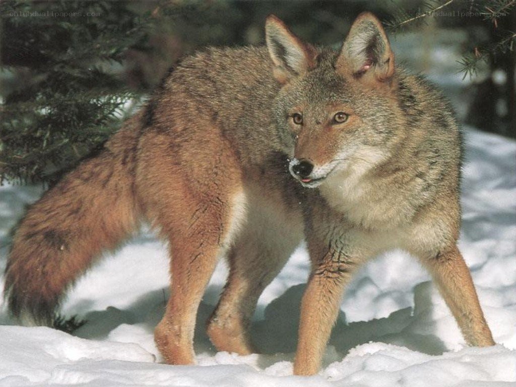 Coyote in the snow