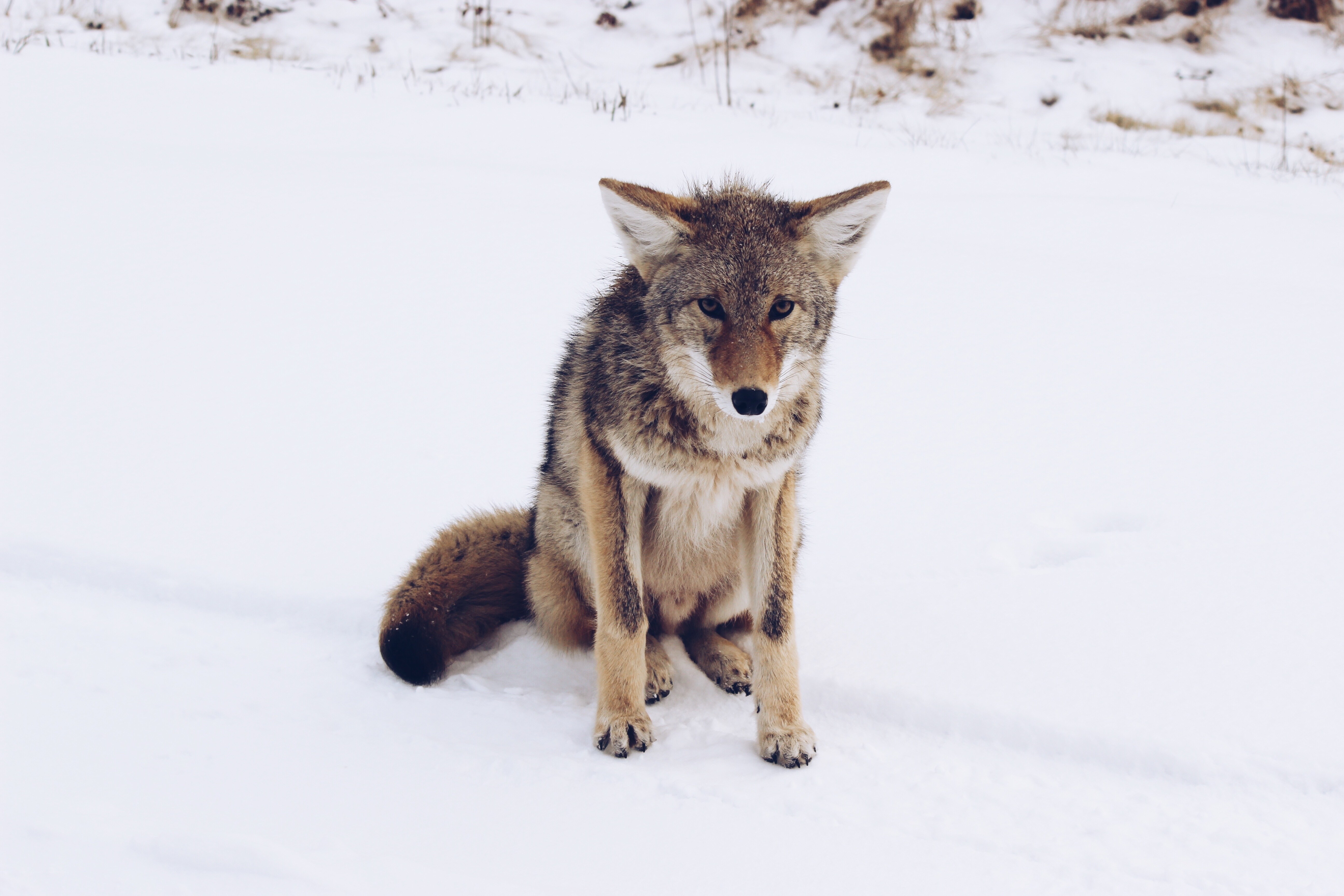 Coyote in the snow