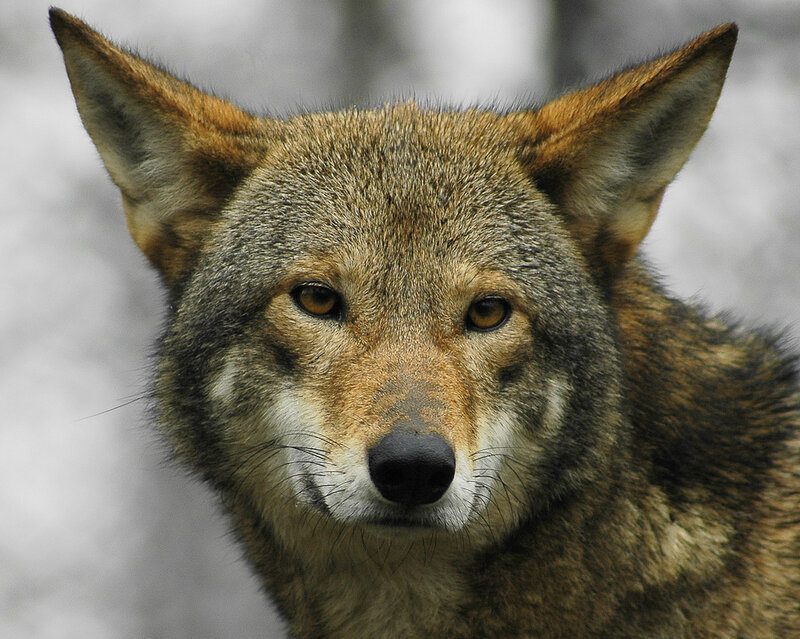 Coyote in Winter — Brown, Alert