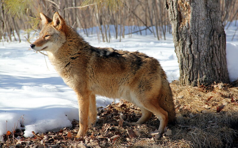 Coyote in Winter — Brown