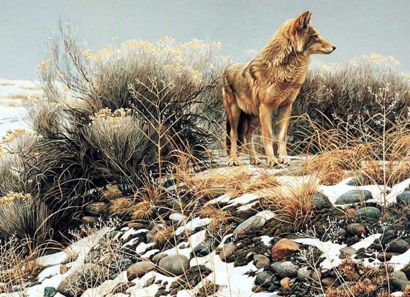 Coyote in Winter Landscape — Brown, Alert