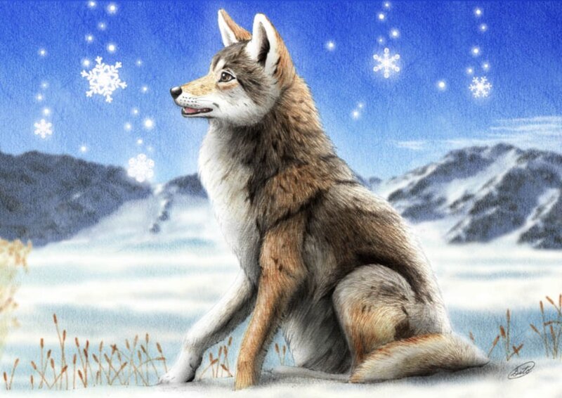 Coyote in Winter Landscape