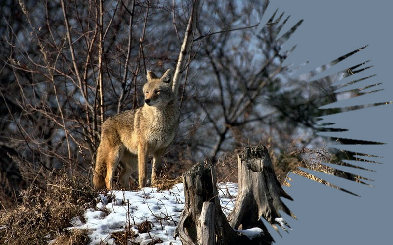Coyote in Winter