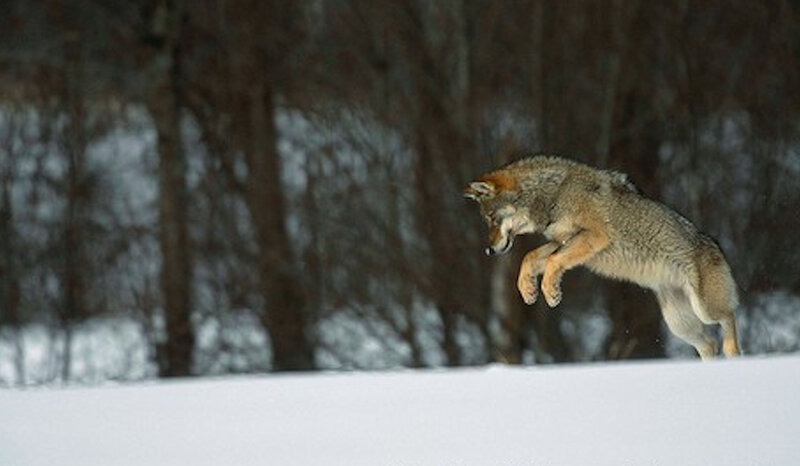 Coyote Jumping in Snow