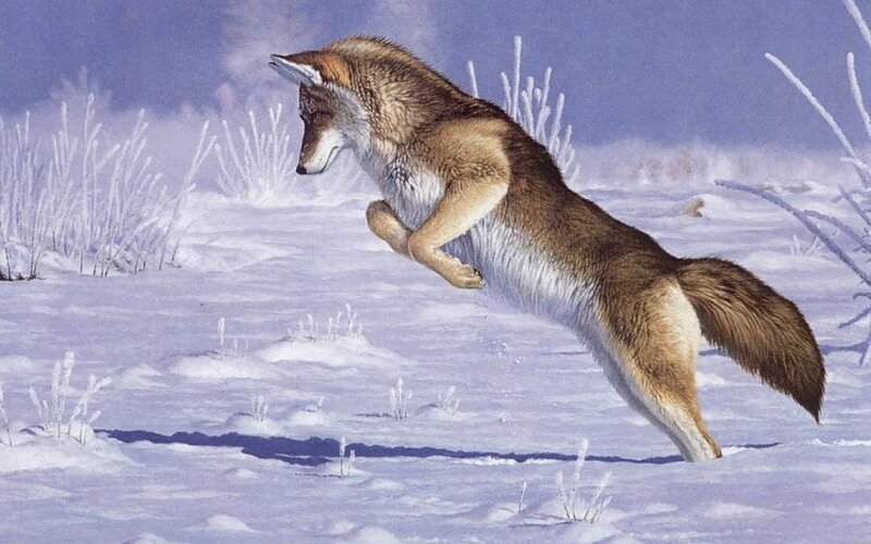 Coyote Jumping in Snow — White