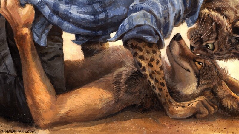 Coyote Lying on Ground — Brown, Calm
