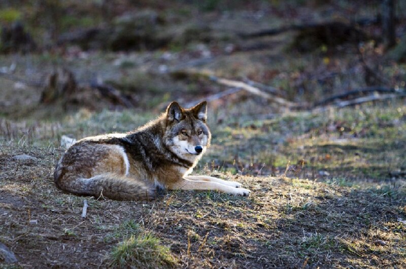 Coyote Lying on Ground — Brown