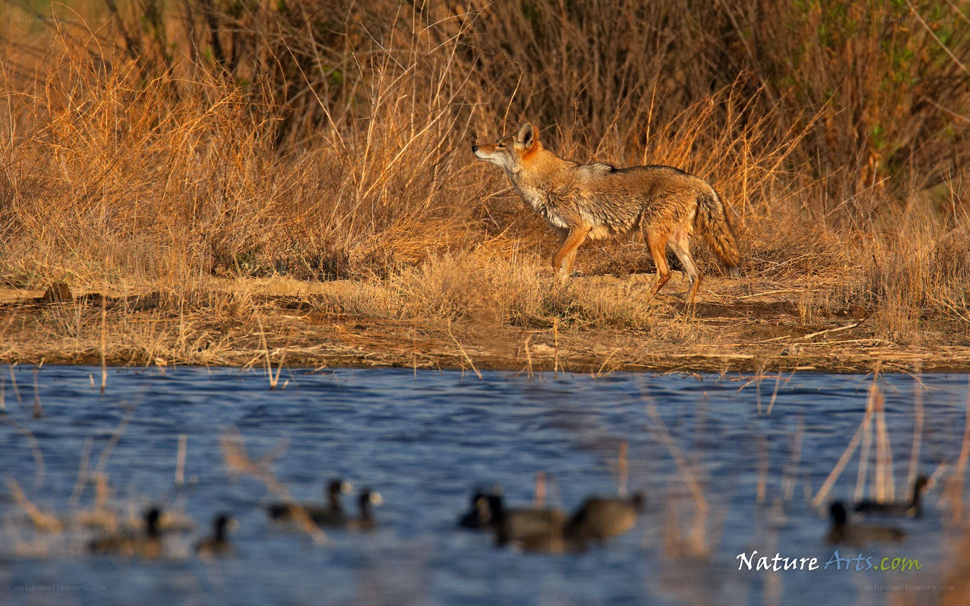 Coyote near a pond