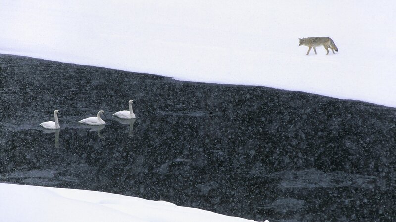 Coyote near swans in snow