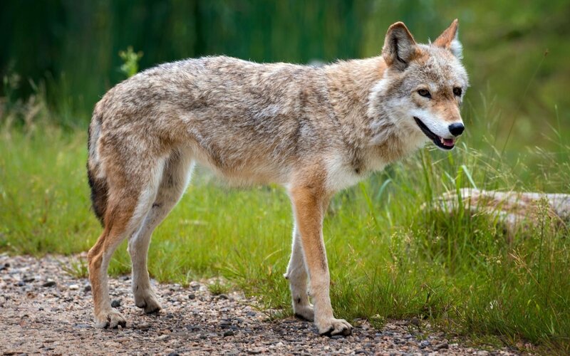 Coyote on a gravel path