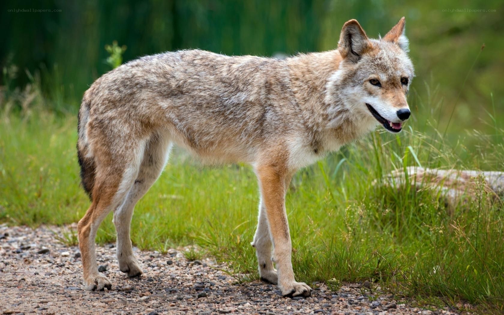 Coyote on a gravel path