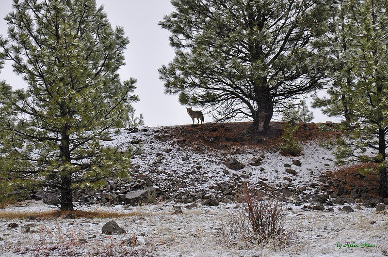 Coyote on a Hill