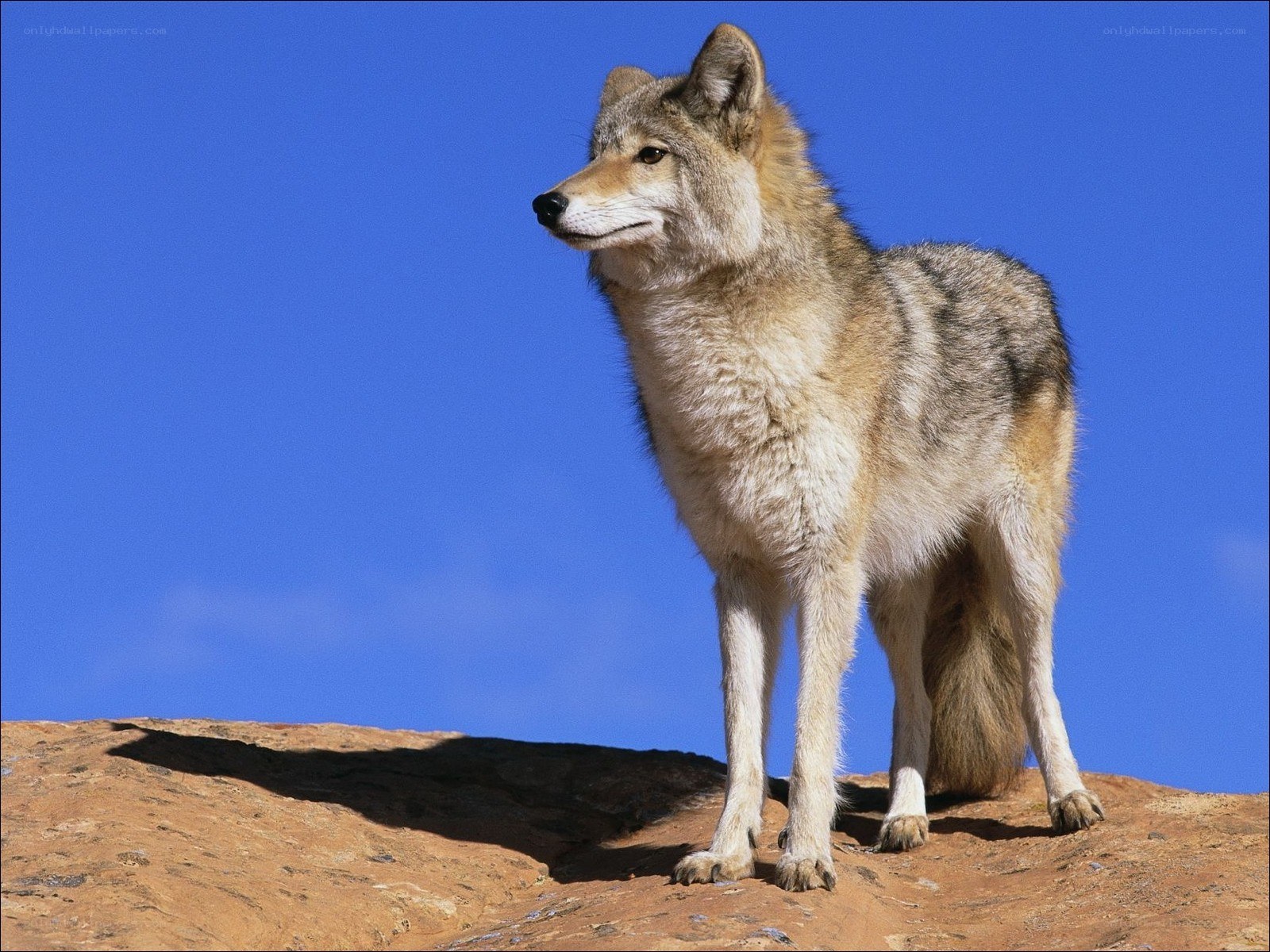 Coyote on a rocky hill