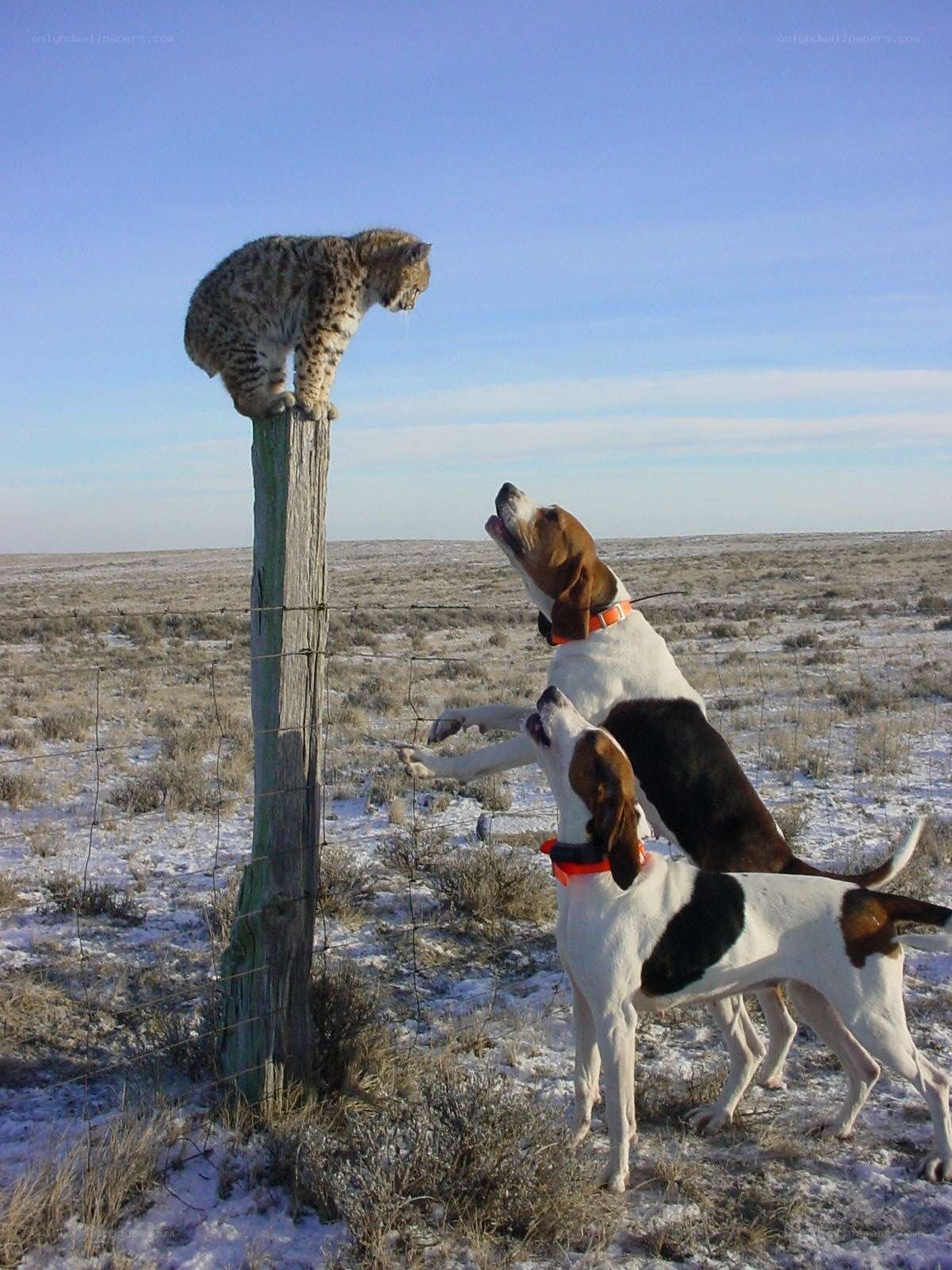 Coyote on fence post with dogs