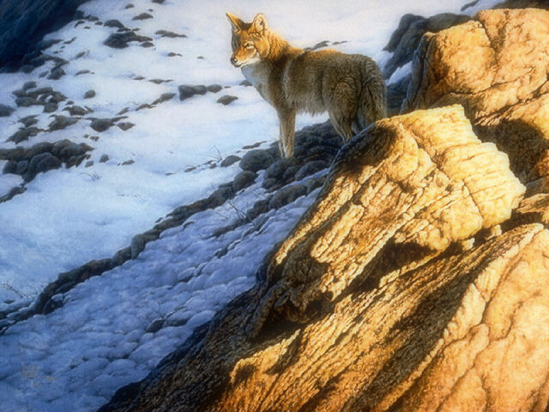 Coyote on Rocky Slope