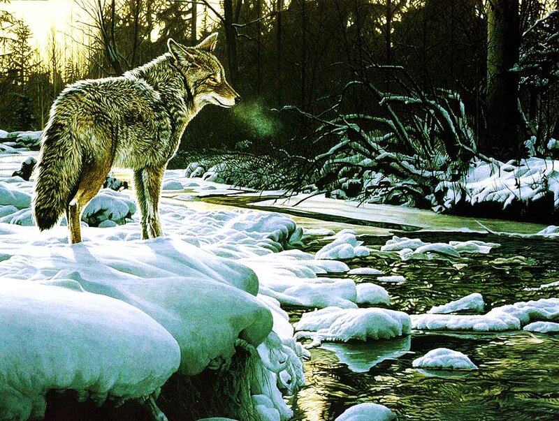 Coyote on Snowy Bank