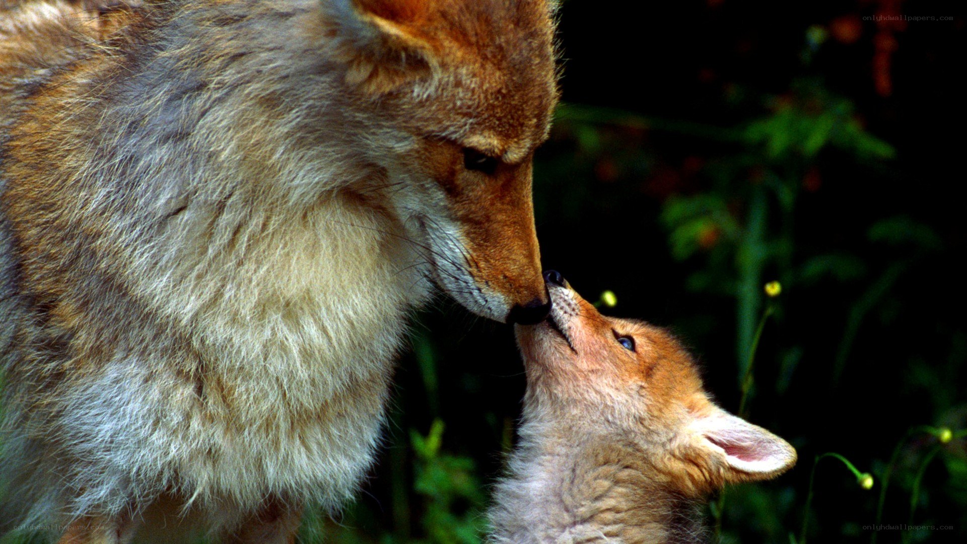Coyote parent and pup interaction