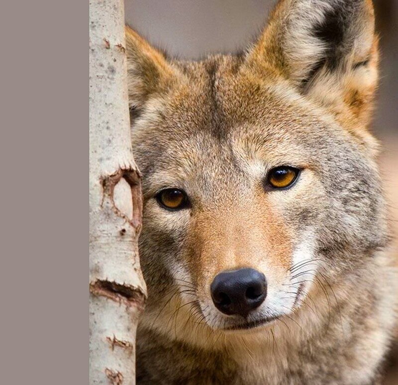 Coyote Peeking from Behind Tree