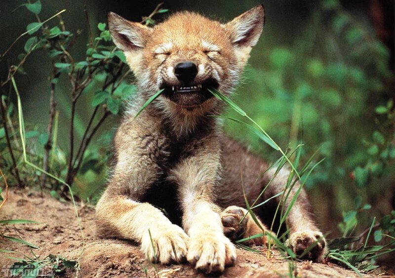 Coyote Pup Chewing Grass