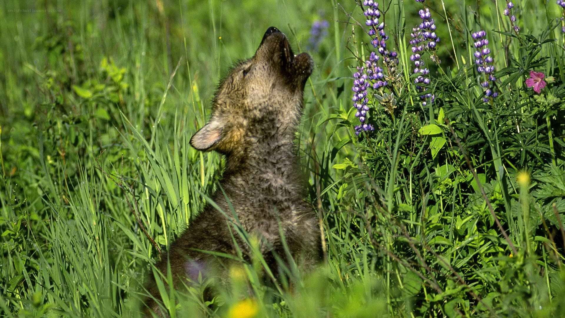 Coyote pup howling in field