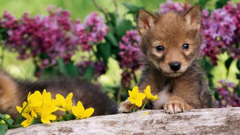 Coyote pup in flowers