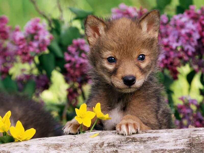 Coyote Pup in Flowers — Brown, Calm
