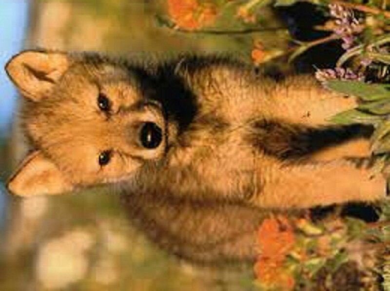 Coyote Pup in Flowers — Brown, Curious