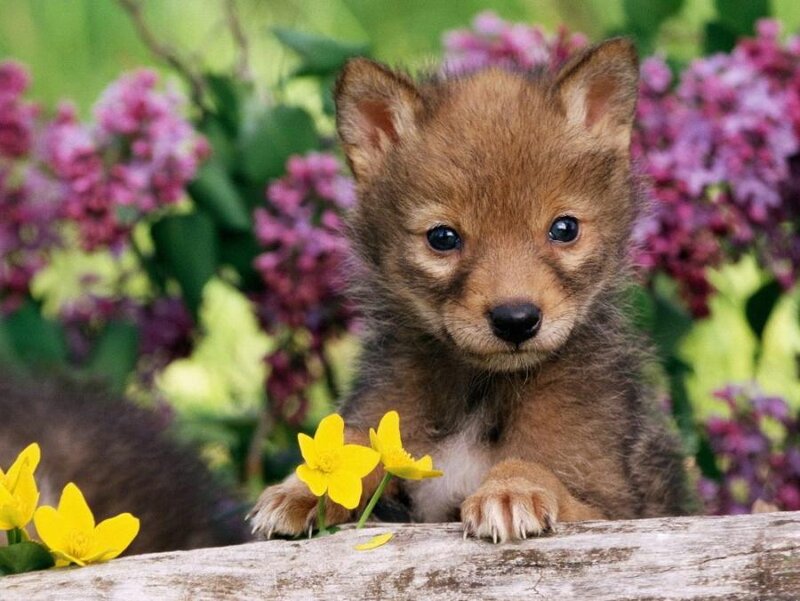 Coyote Pup in Flowers — Brown