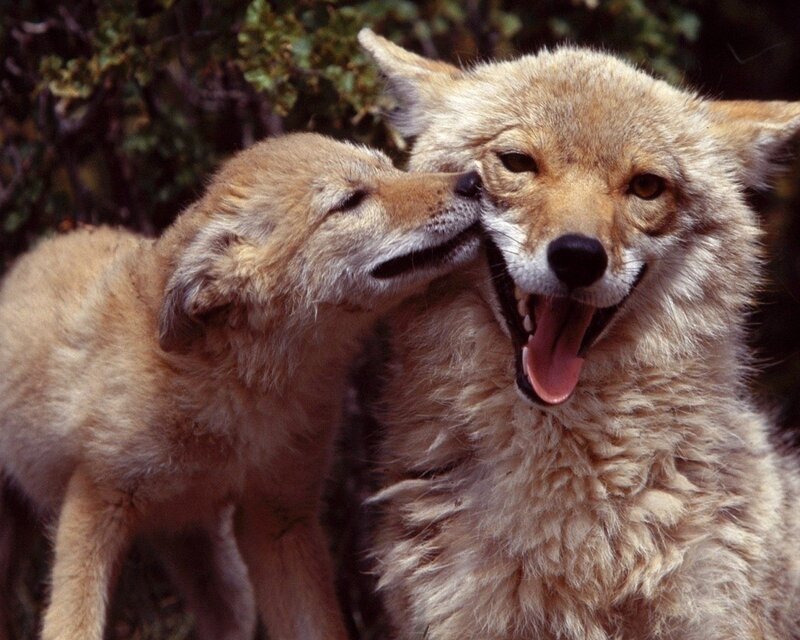 Coyote pup nuzzling adult