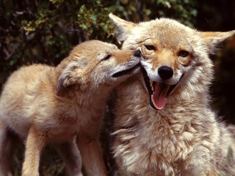 Coyote pup nuzzling adult