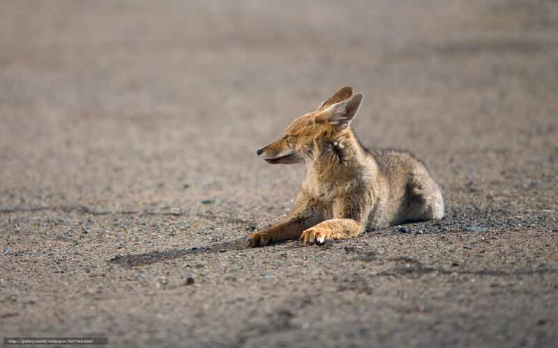 Coyote Pup on Gravel
