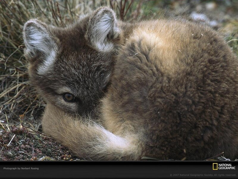 Coyote pup resting