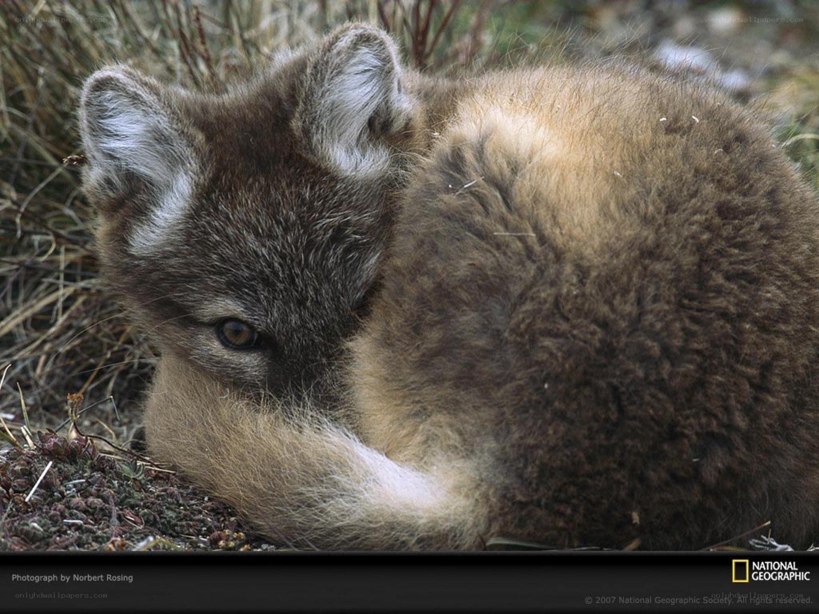 Coyote pup resting
