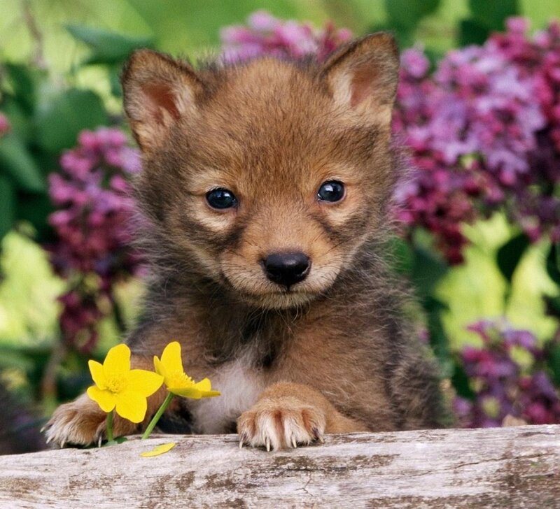 Coyote Pup