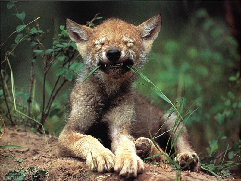 Coyote pup with grass