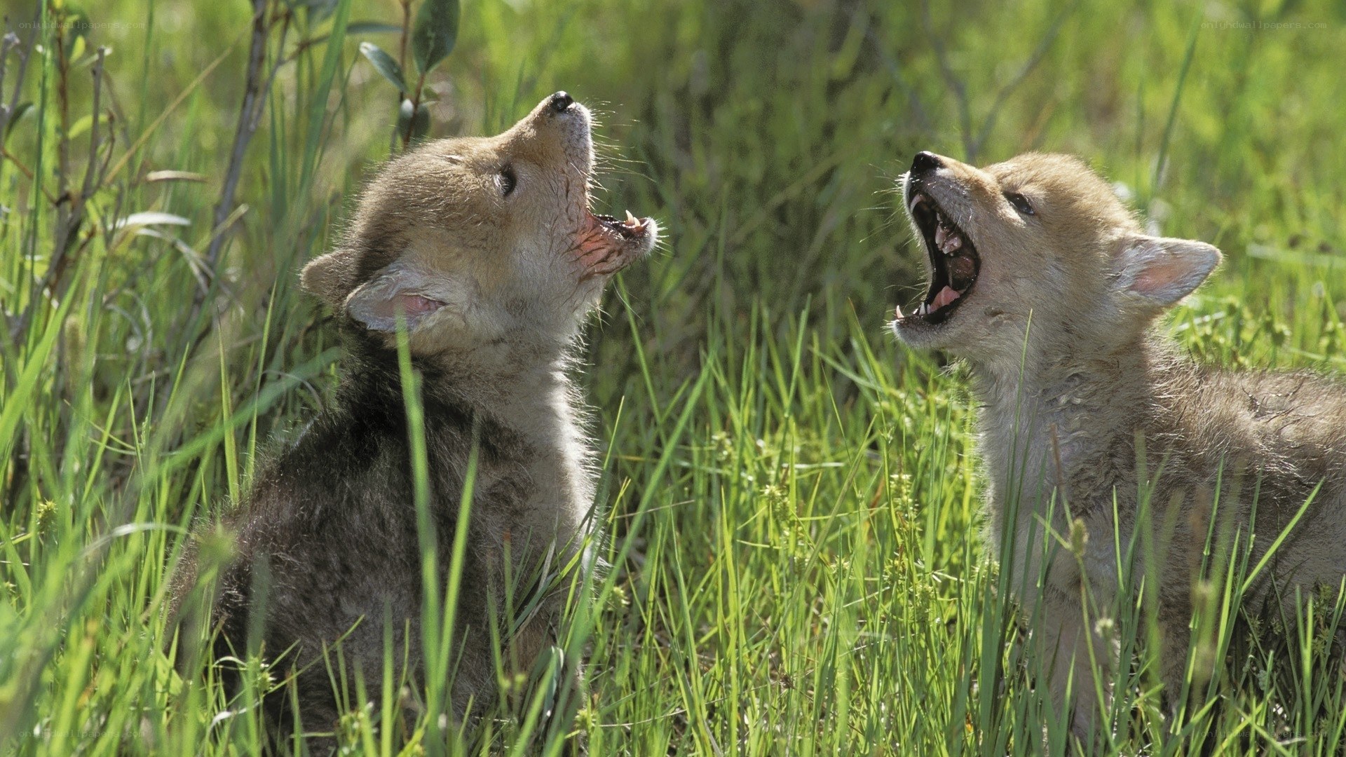 Coyote pups playing in grass
