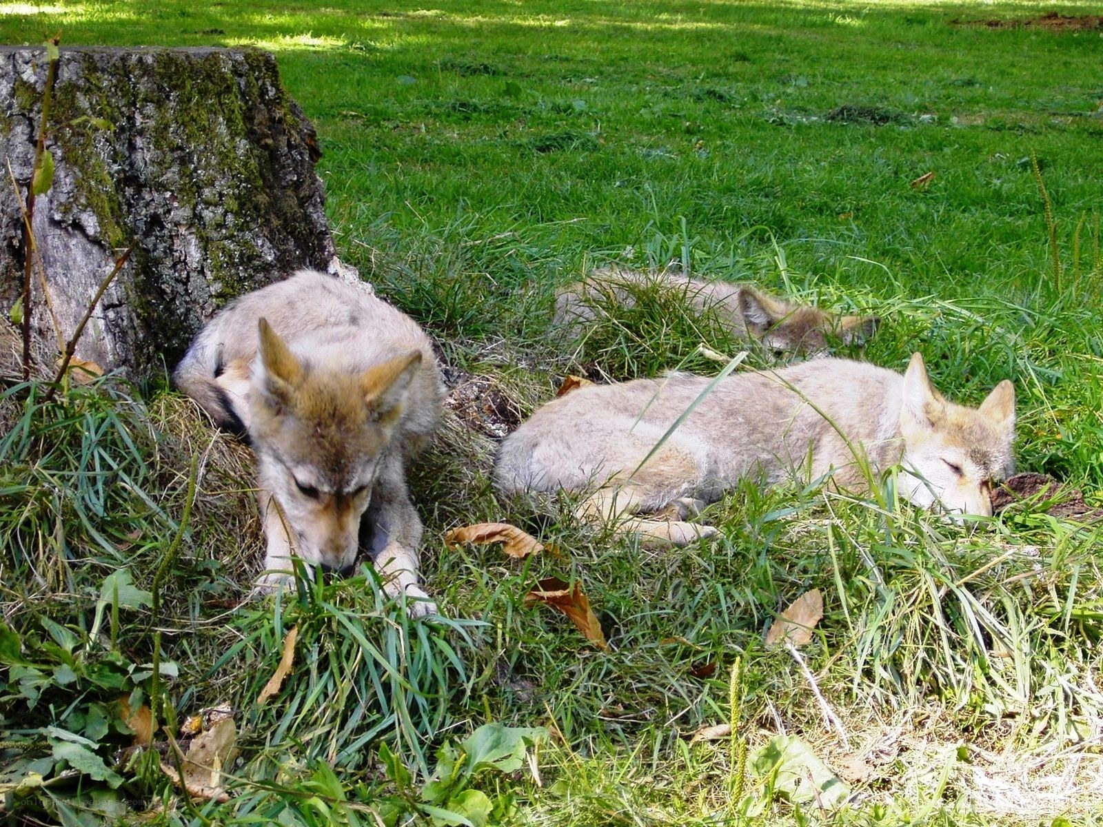 Coyote pups resting in grass