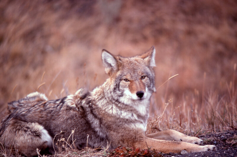 Coyote resting in grass