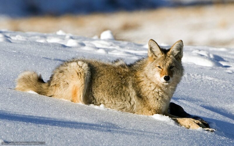 Coyote resting in snow
