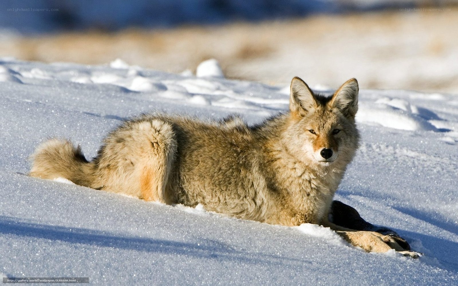 Coyote resting in snow