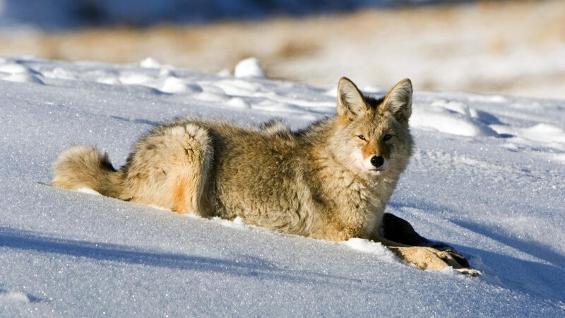 Coyote resting in snow