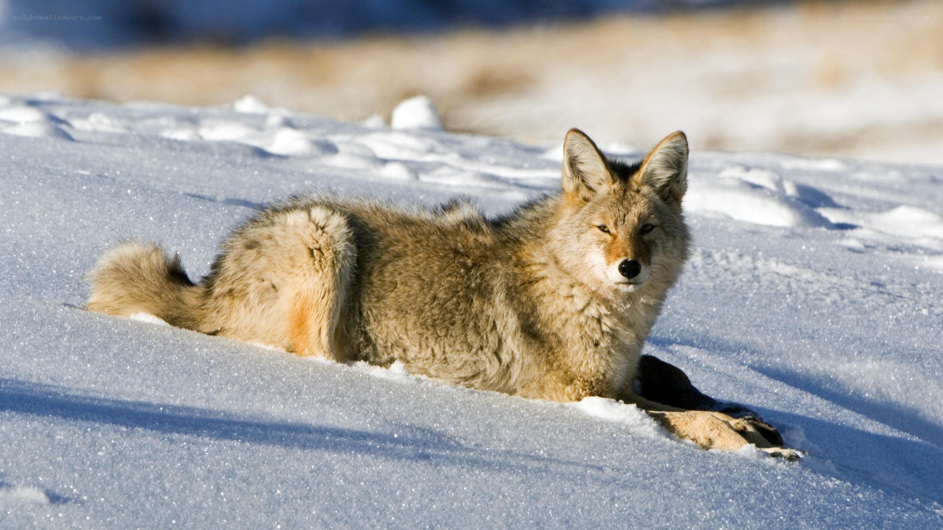 Coyote resting in snow