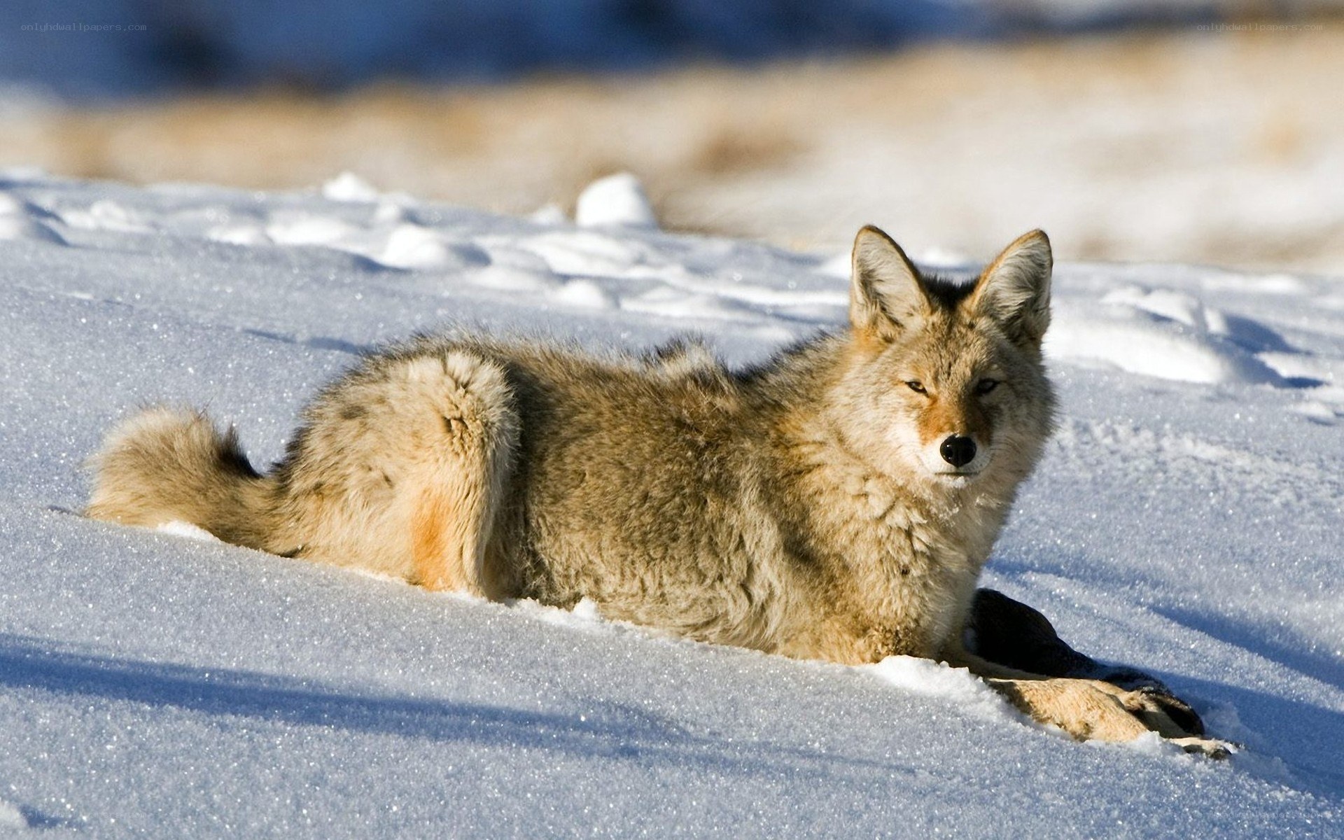 Coyote resting in snow