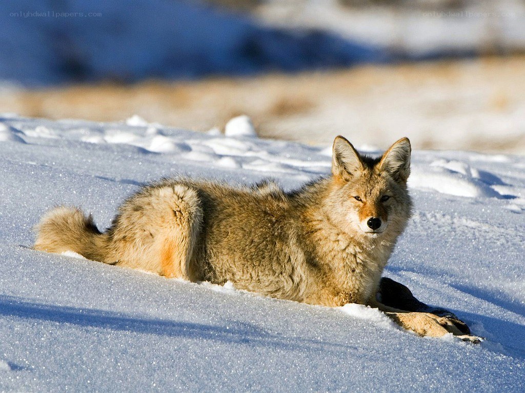 Coyote resting in snow