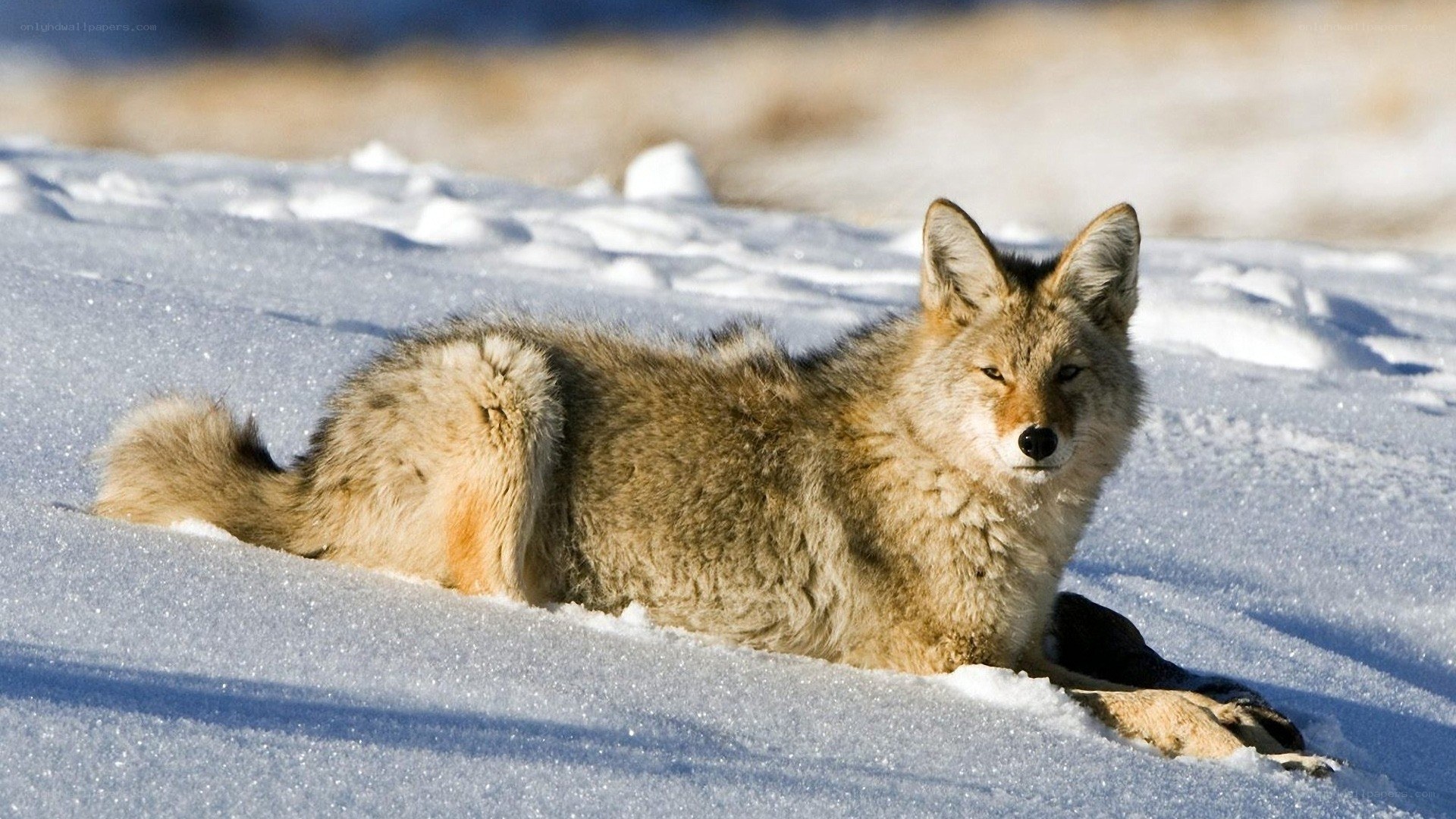 Coyote resting in snow