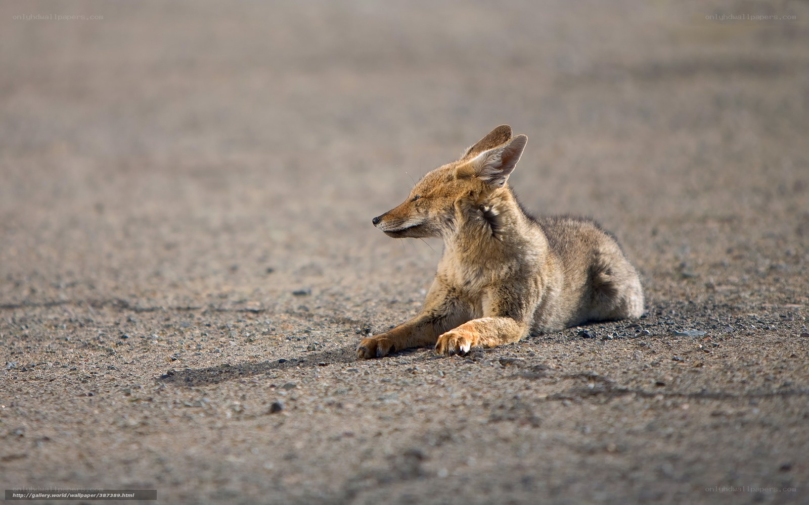 coyote resting on gravel